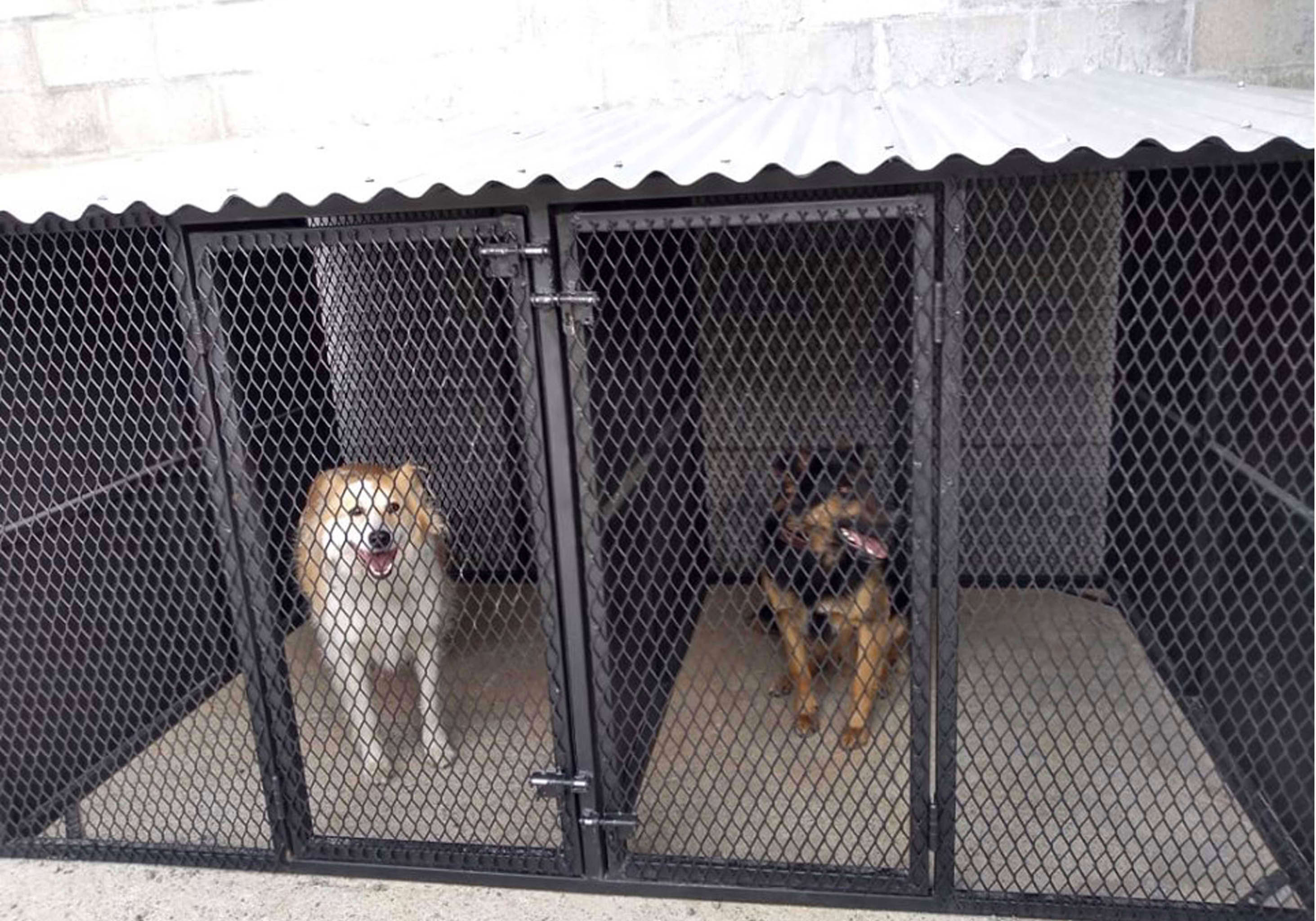 perros-imagen-3